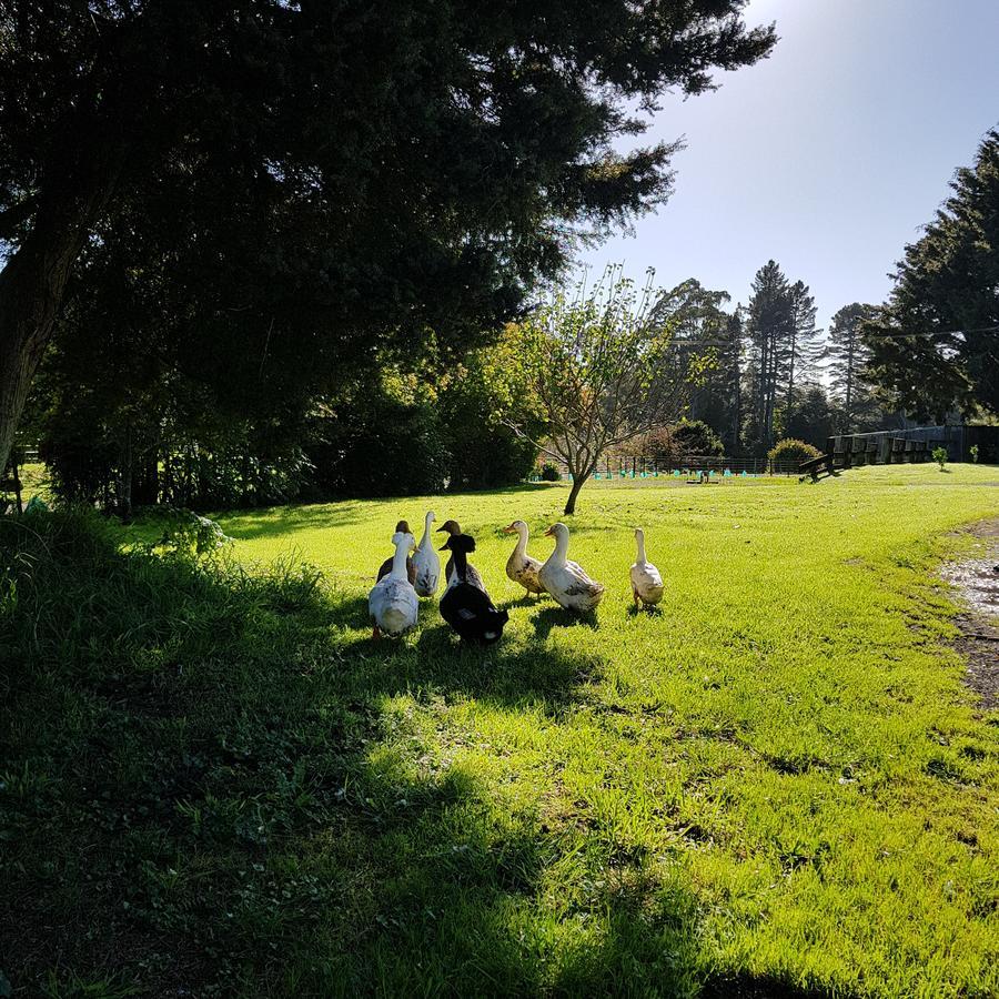 Poripori Homestead Tauranga Exterior foto